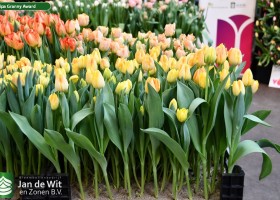 Tulipa Granny Award ® (1)